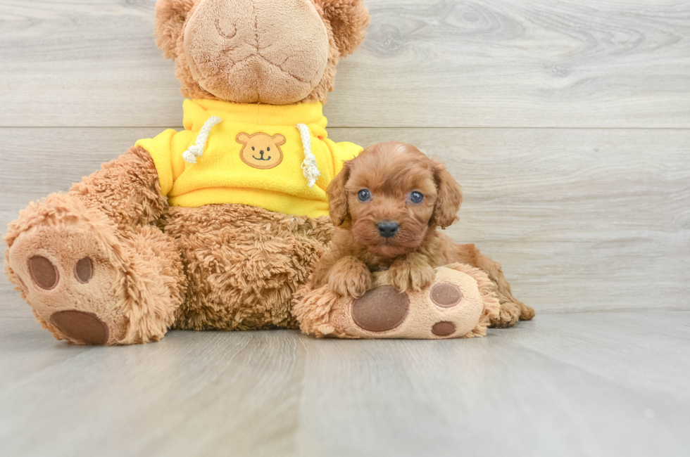 8 week old Cavapoo Puppy For Sale - Premier Pups