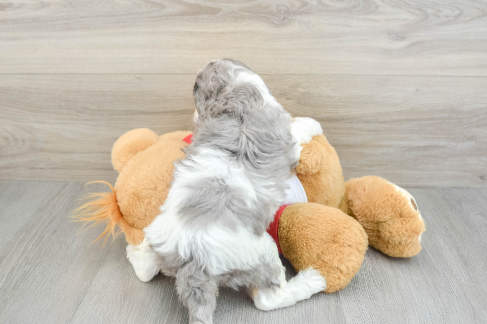 Cavapoo Pup Being Cute