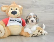 8 week old Cavapoo Puppy For Sale - Premier Pups