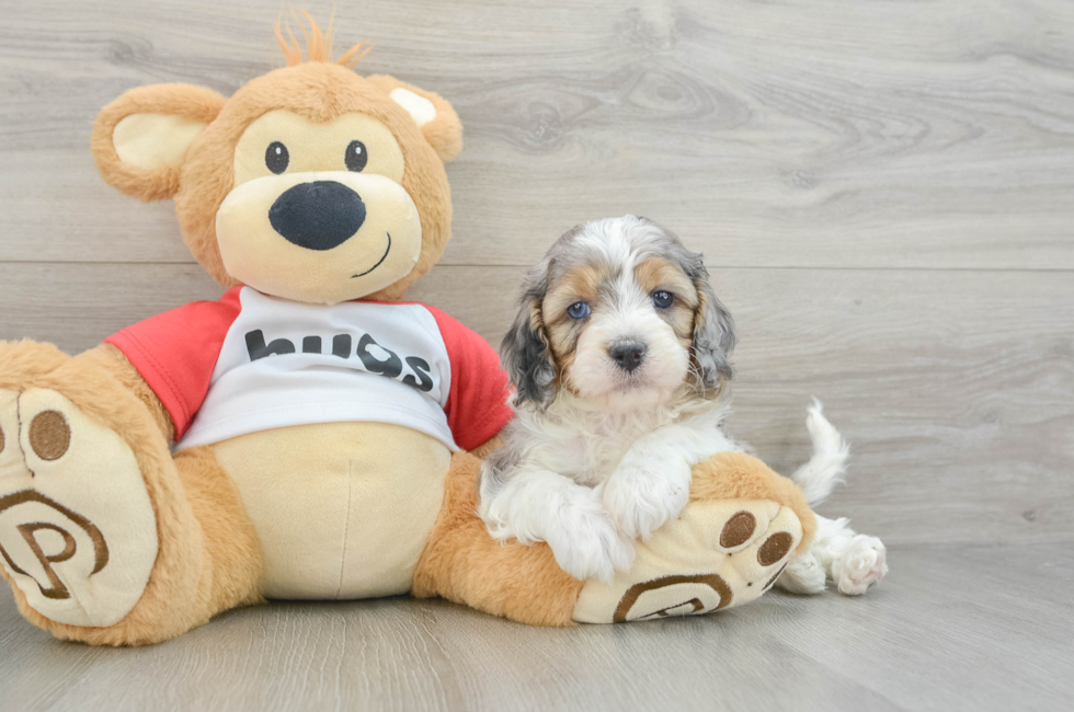 5 week old Cavapoo Puppy For Sale - Premier Pups