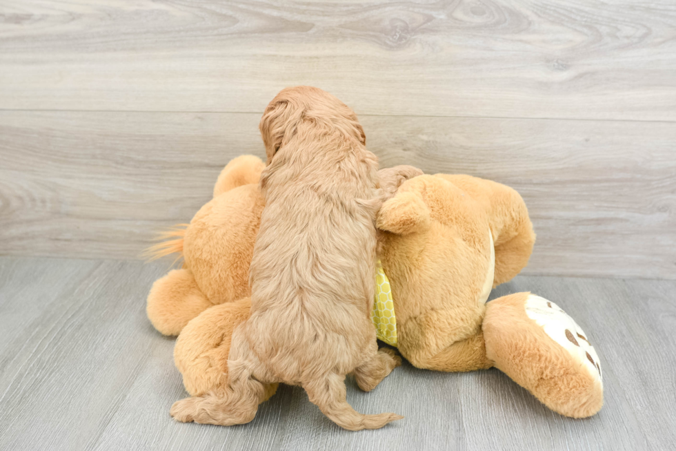 Sweet Cavapoo Baby