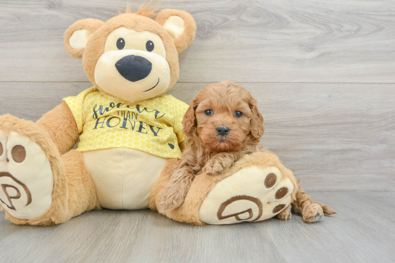 Meet Quill - our Cavapoo Puppy Photo 3/3 - Premier Pups