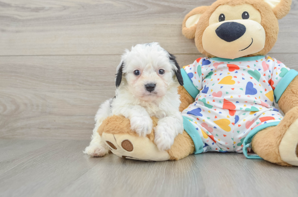 6 week old Cavapoo Puppy For Sale - Premier Pups