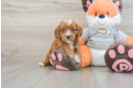 Best Cavapoo Baby