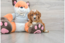 Cavapoo Pup Being Cute