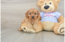 Cute Cavapoo Baby