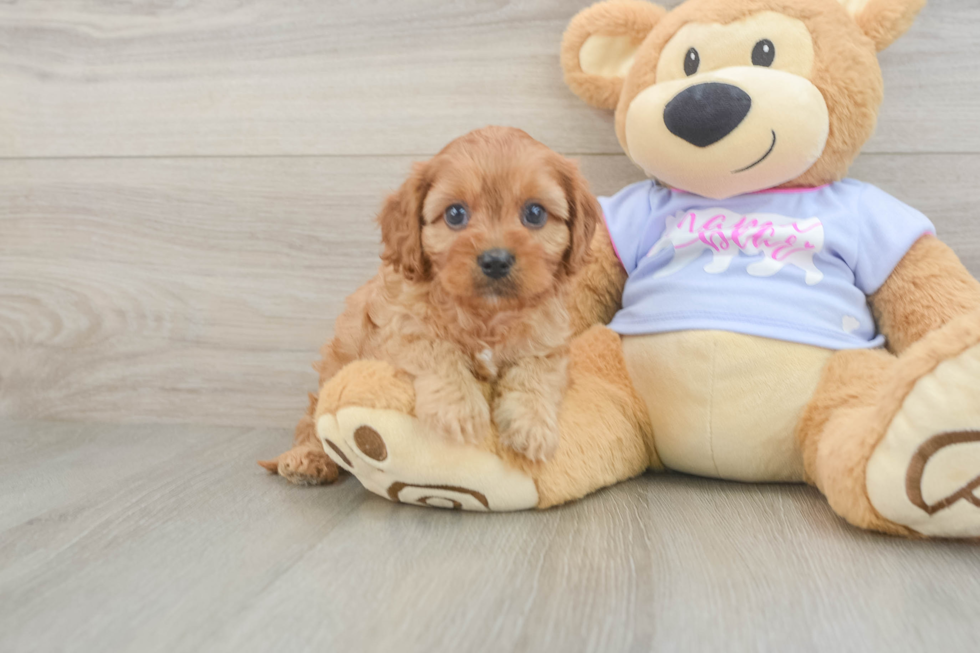 Cute Cavapoo Baby