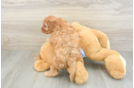 Cavapoo Puppy for Adoption