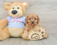 8 week old Cavapoo Puppy For Sale - Premier Pups