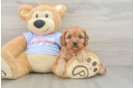 Cavapoo Puppy for Adoption