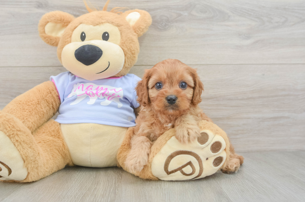 5 week old Cavapoo Puppy For Sale - Premier Pups