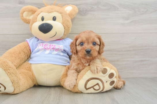 Cavapoo Puppy for Adoption