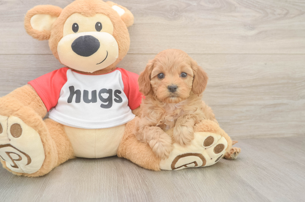 6 week old Cavapoo Puppy For Sale - Premier Pups