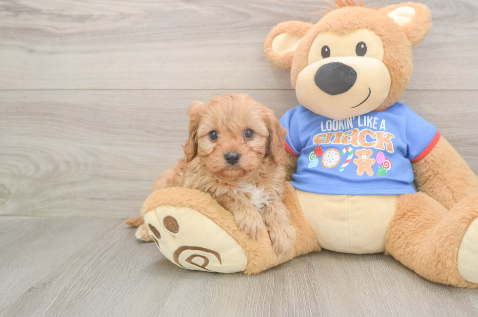 5 week old Cavapoo Puppy For Sale - Premier Pups
