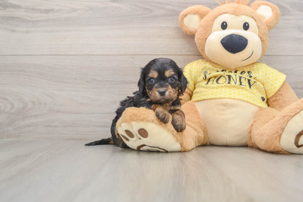 Cavapoo Puppy for Adoption