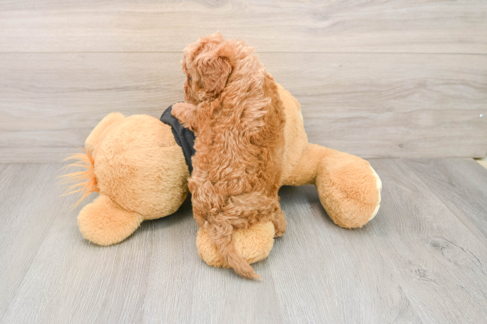 Fluffy Cavapoo Poodle Mix Pup