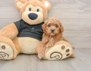 7 week old Cavapoo Puppy For Sale - Premier Pups