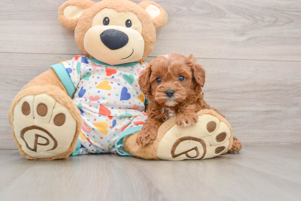 Popular Cavapoo Poodle Mix Pup