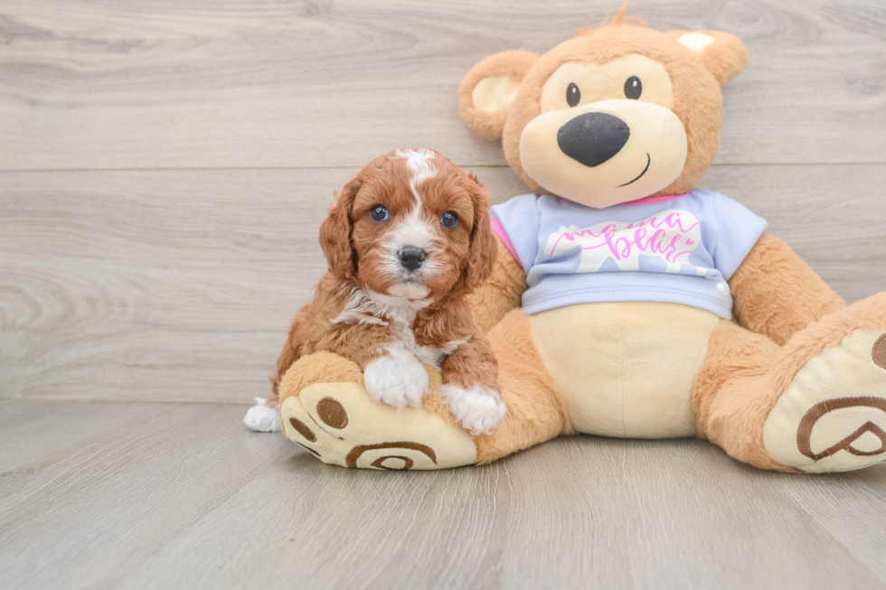 Funny Cavapoo Poodle Mix Pup