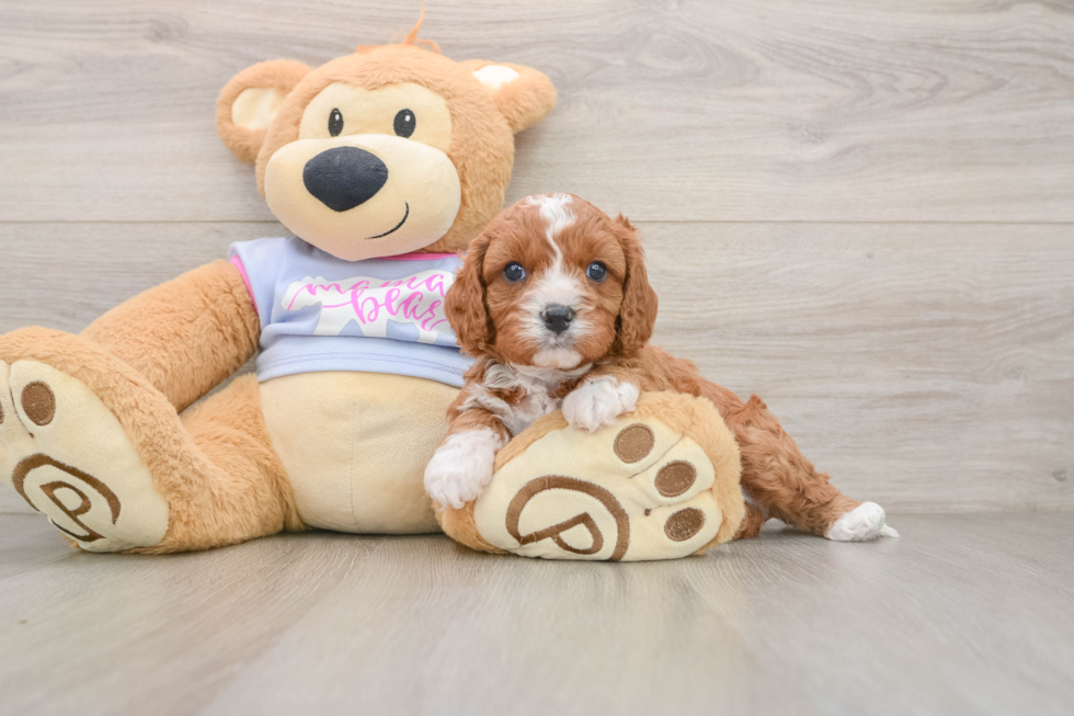 Cavapoo Puppy for Adoption