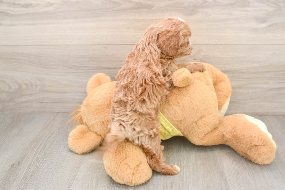 Cavapoo Puppy for Adoption