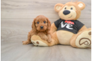 Cavapoo Pup Being Cute