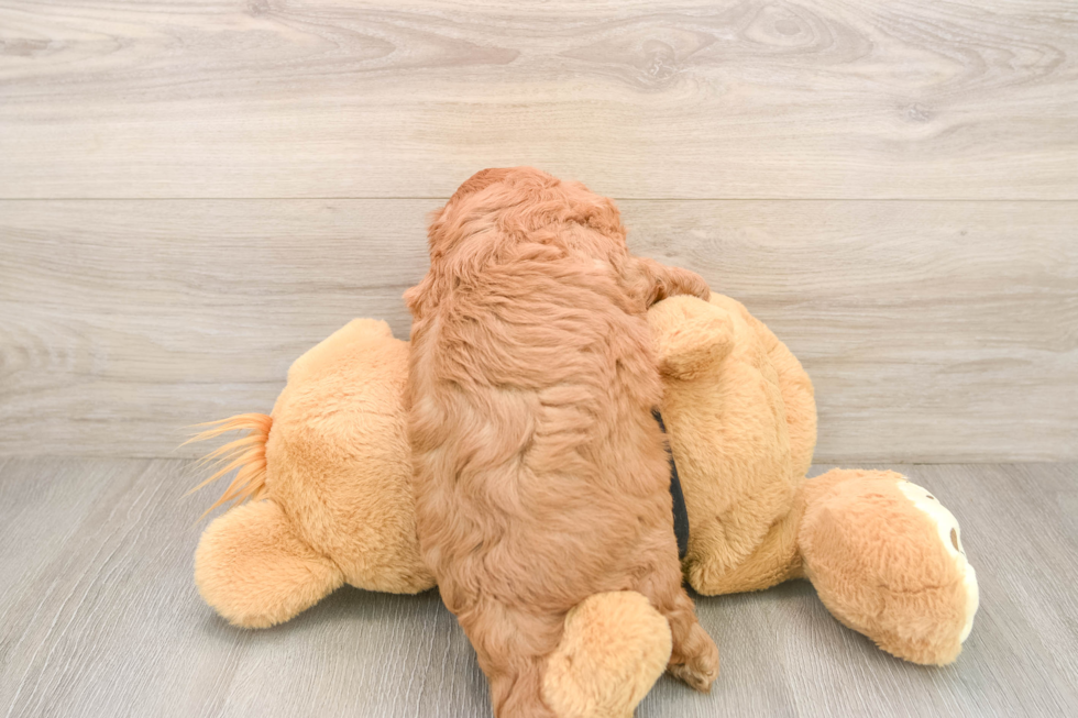 Cute Cavapoo Baby