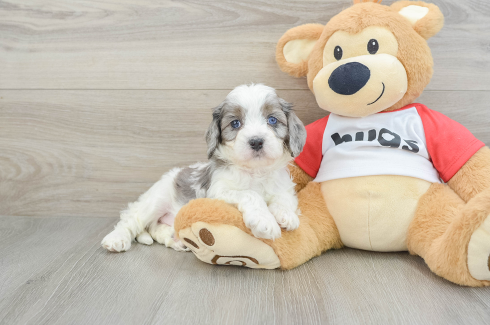 5 week old Cavapoo Puppy For Sale - Premier Pups