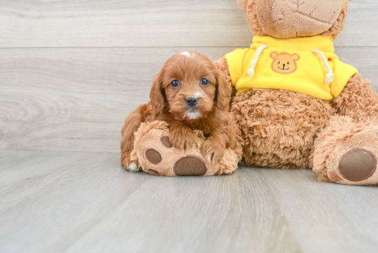 Best Cavapoo Baby