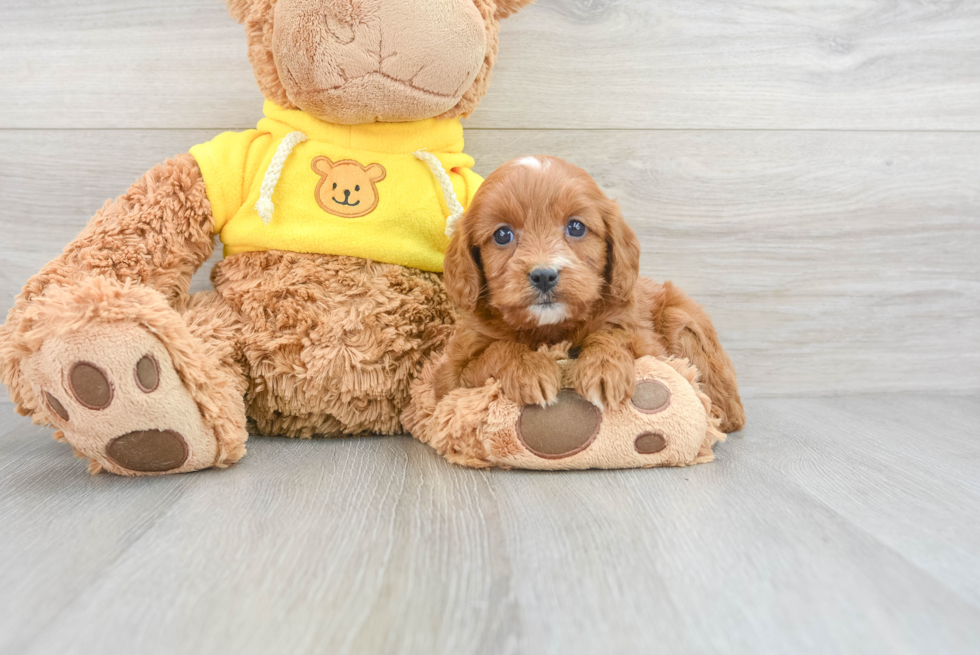 Cavapoo Pup Being Cute