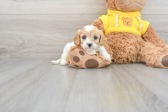 Best Cavapoo Baby