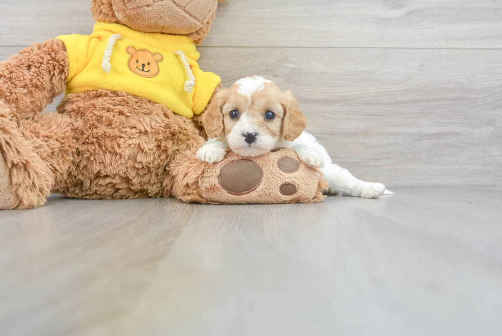 Energetic Cavoodle Poodle Mix Puppy