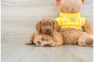 Funny Cavapoo Poodle Mix Pup