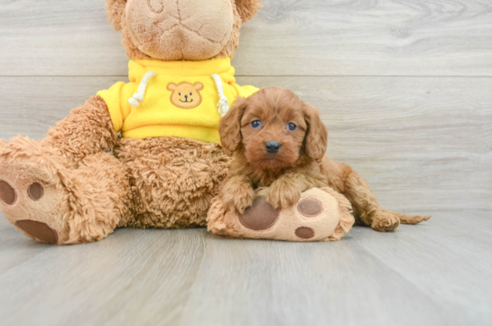 Popular Cavapoo Poodle Mix Pup