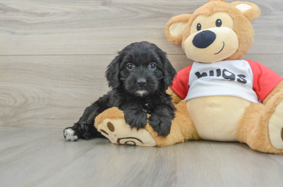 5 week old Cavapoo Puppy For Sale - Premier Pups