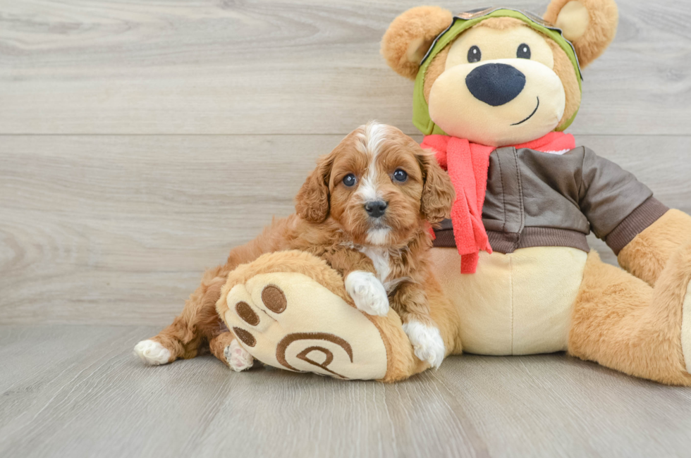 5 week old Cavapoo Puppy For Sale - Premier Pups