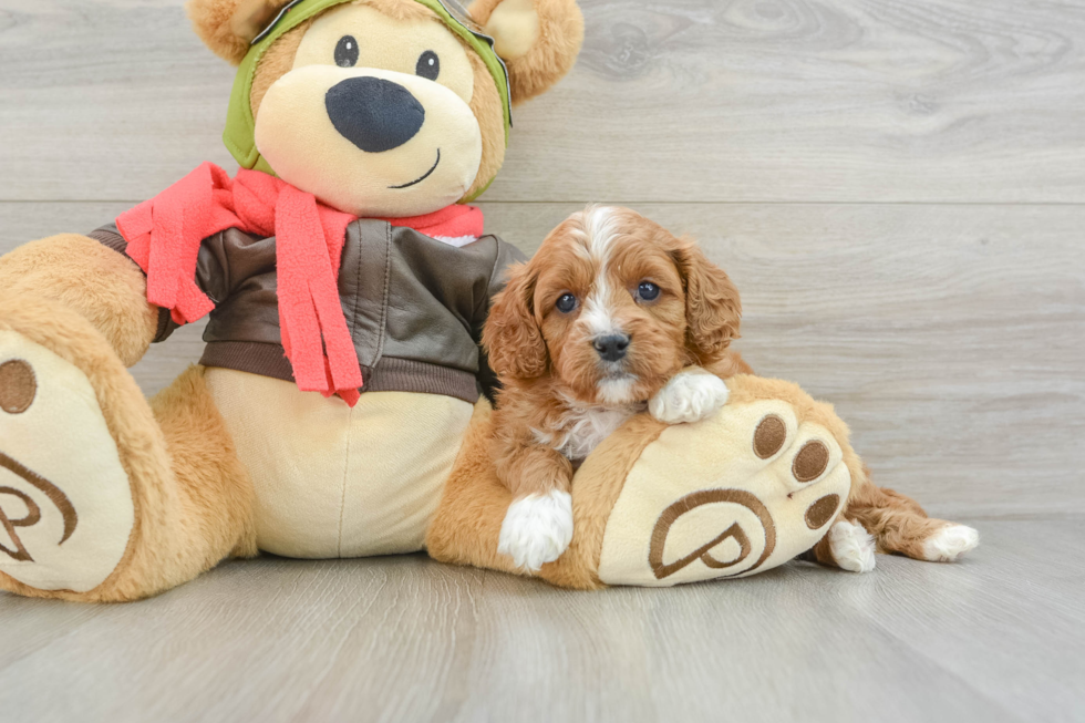 Cavapoo Pup Being Cute