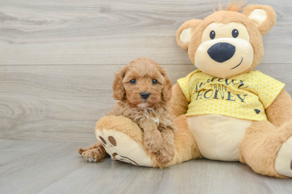 6 week old Cavapoo Puppy For Sale - Premier Pups