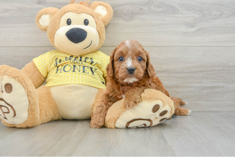 Popular Cavapoo Poodle Mix Pup