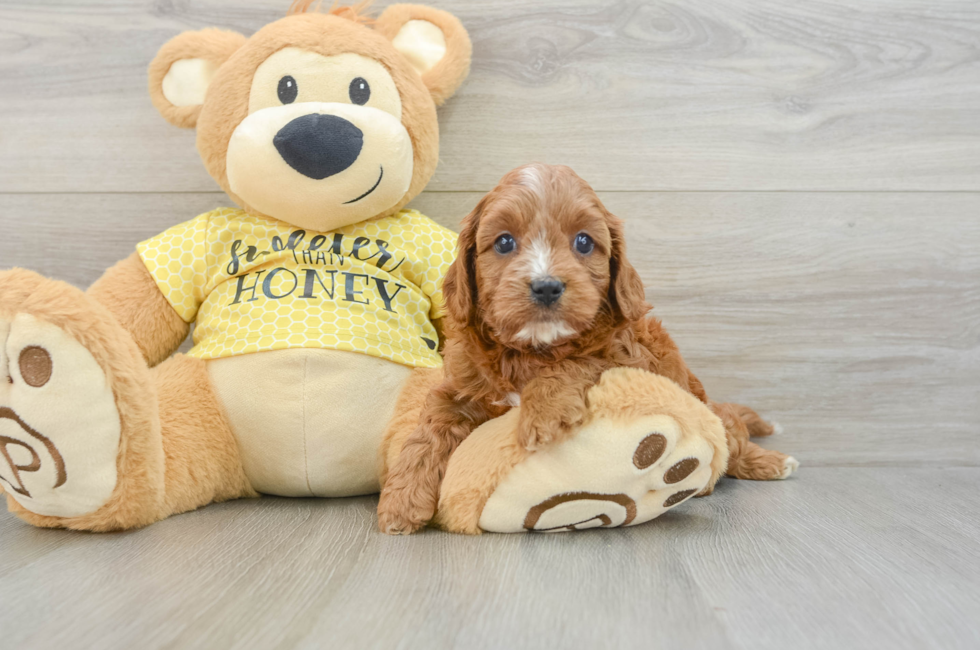 5 week old Cavapoo Puppy For Sale - Premier Pups