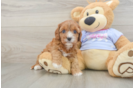 Cavapoo Puppy for Adoption
