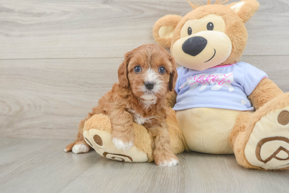 Cavapoo Puppy for Adoption