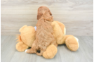 Funny Cavapoo Poodle Mix Pup