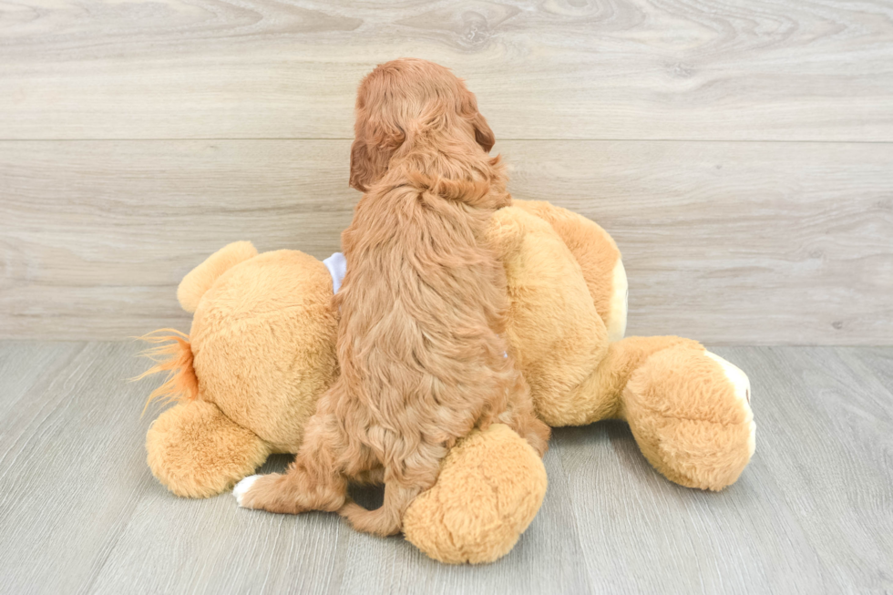 Funny Cavapoo Poodle Mix Pup