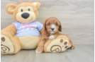 Energetic Cavoodle Poodle Mix Puppy