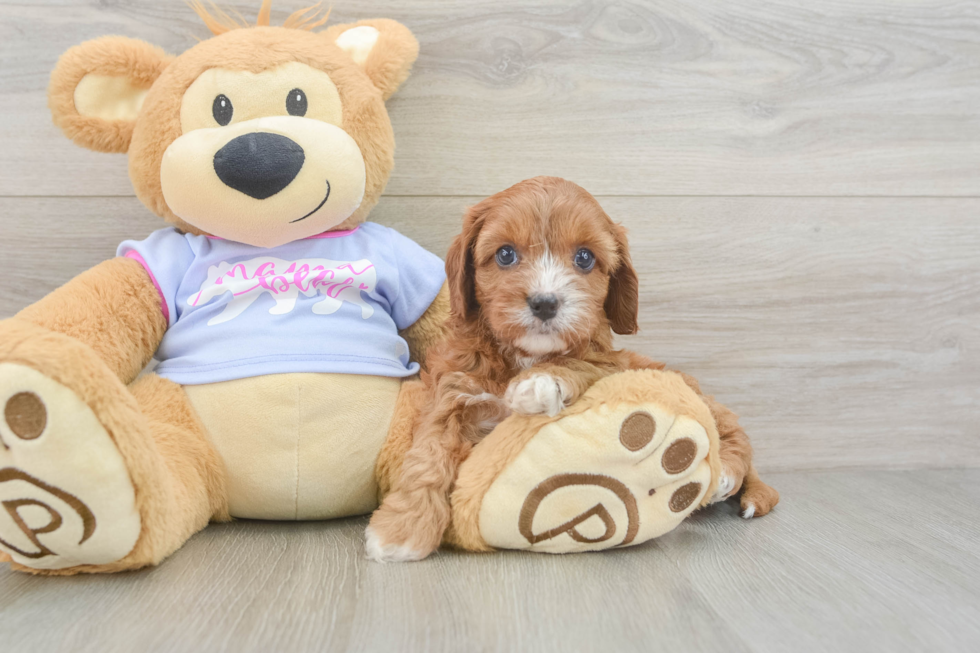 Energetic Cavoodle Poodle Mix Puppy