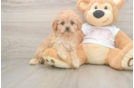 Funny Cavapoo Poodle Mix Pup