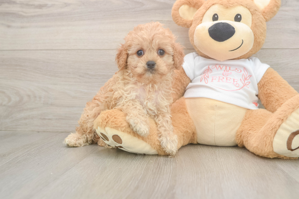 Funny Cavapoo Poodle Mix Pup