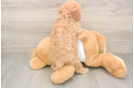 Best Cavapoo Baby