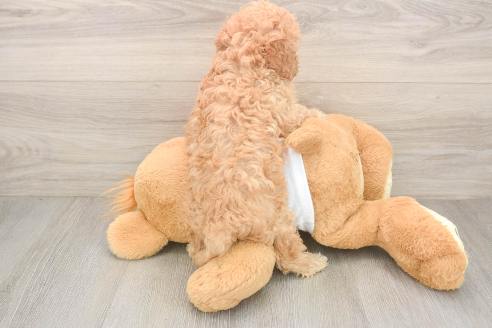 Best Cavapoo Baby